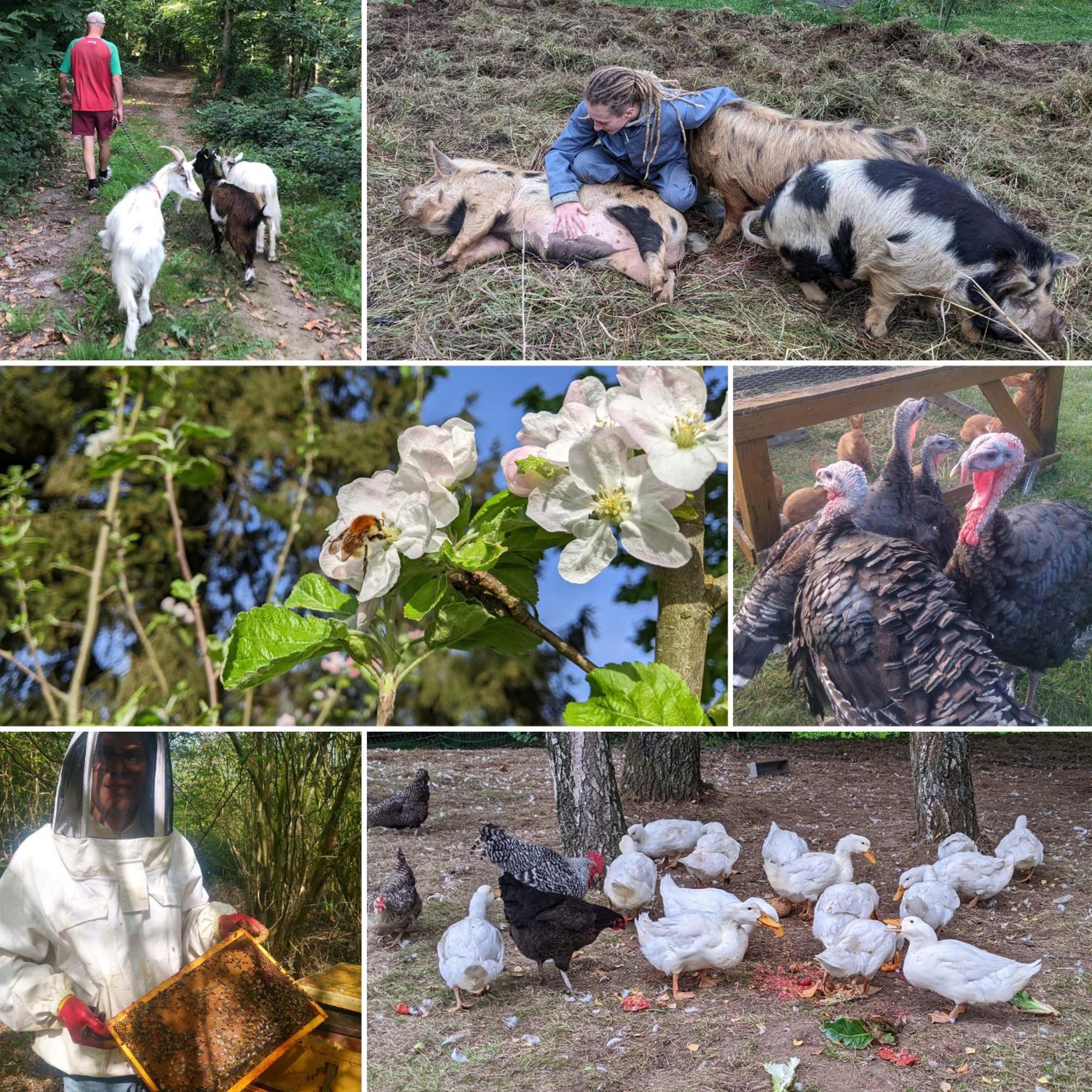 Séjour à la campagne L'angeberdière Saint-Mars-sur-la-Futaie